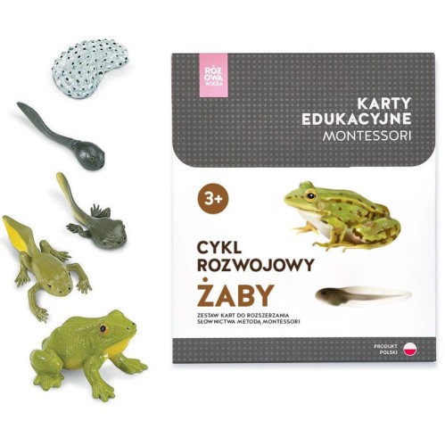 różowa wieża cykl rozwojowy żaby