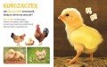 AWM-przytulki-Poglaszcz-zwierzatko-kotek-1.jpg