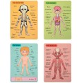 tooky-toy-drewniane-puzzle-magnetyczne-anatomia-czlowieka-3.jpg