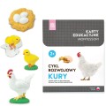 Różowa wieża cykl rozwojowy kury