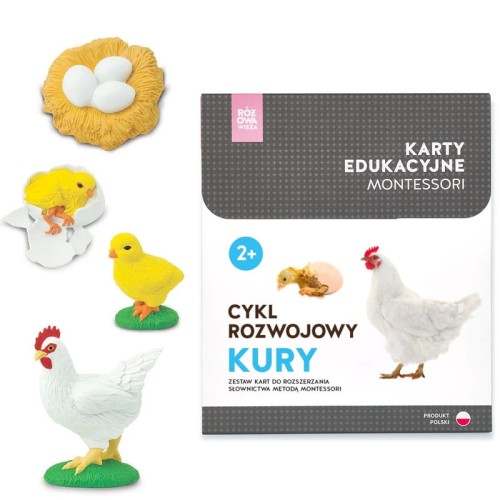 Różowa wieża cykl rozwojowy kury