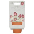little-dutch-truskawka-do-samodzielnej-uprawy.jpg