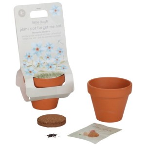 Niezapominajka do samodzielnej uprawy z doniczką, Little Dutch