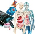 clementoni-super-anatomia-naukowa-zabawa-1.jpg