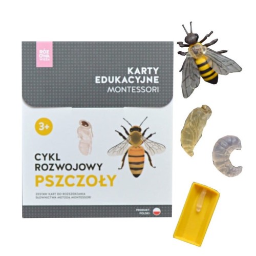 cykl-rozowojowy-pszczoly-z-figurkami.jpg