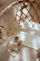 5595_11.jpg